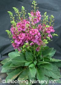 Verbascum phoeniceum 'Plum Smokey'